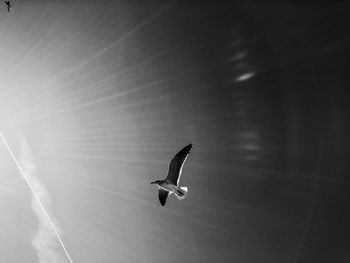Seagull flying over white background