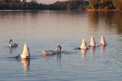 Swans swimming in lake