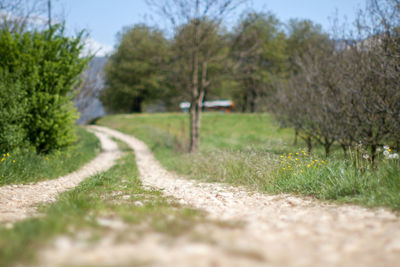Surface level of footpath amidst trees on field
