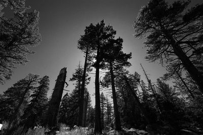 Low angle view of trees against sky