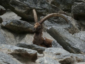 Close-up of capricorn on rock