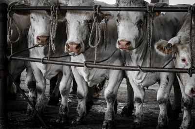 Cows in shed