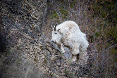 Sheep standing in a forest