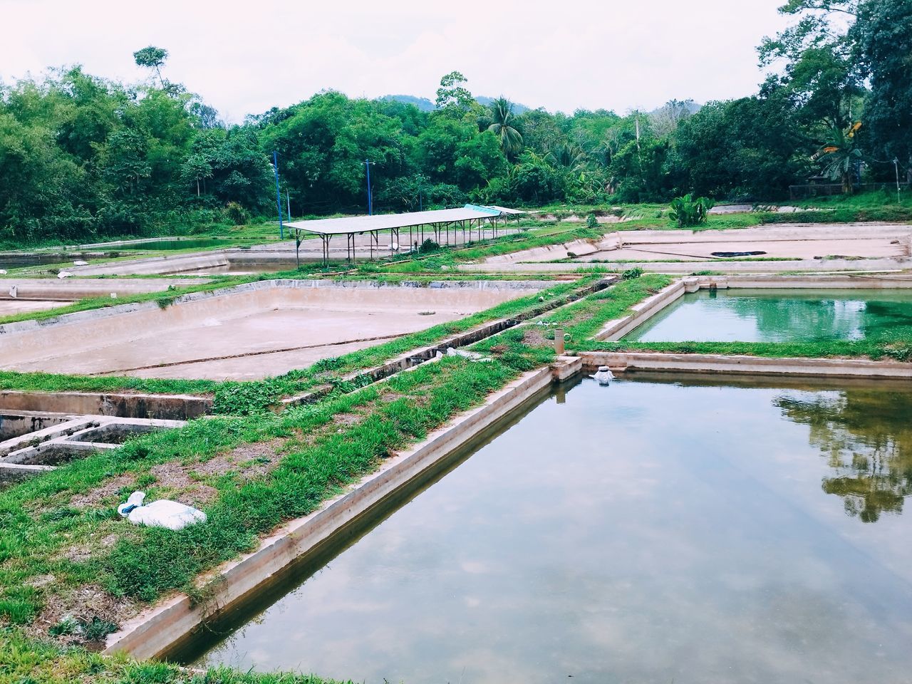 water, plant, tree, nature, environment, reservoir, agriculture, landscape, river, reflection, no people, waterway, growth, day, beauty in nature, sky, pond, standing water, rural scene, tranquility, outdoors, green, food and drink, scenics - nature, land, tranquil scene