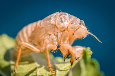 Close-up of crab on plant