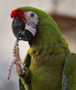 Parrot portrait showing the head and upper body with blurred background 