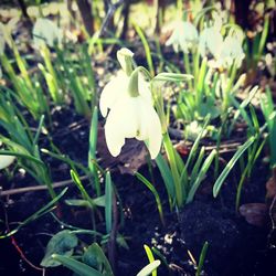 Close-up of white crocus blooming outdoors