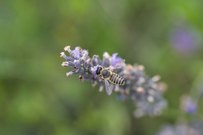 Close-up of bee on lavender. close-up of bug pollination. close-up of bee pollinating on lavender