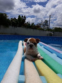 Portrait of dog in swimming pool against sky