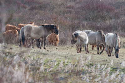 Horses in a field