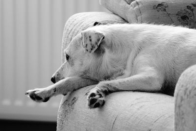 Close-up of dog sleeping on sofa at home