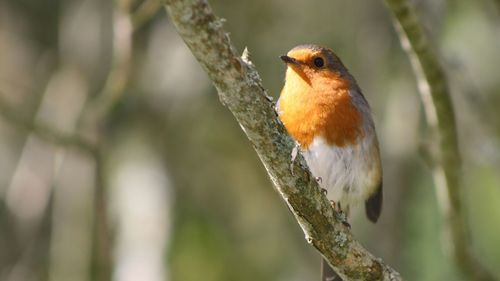 Close-up of bird perching on branch