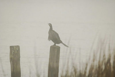 Bird perching on wood