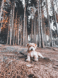 Dog in a forest