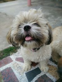 Portrait of cute dog