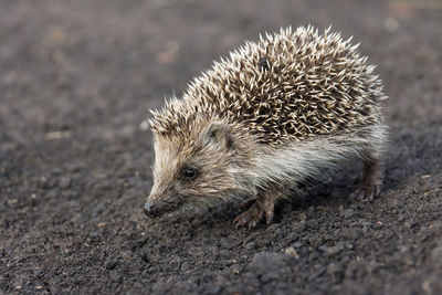 Close-up of an animal