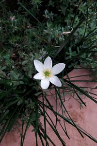 Close-up of white flowering plant in yard