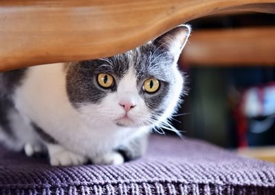 Close-up portrait of cat