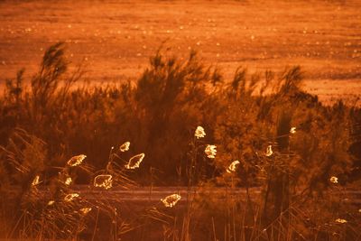 Plants growing on field