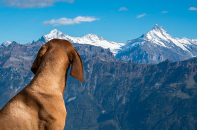 Close-up of dog against snowcapped mountains