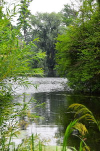 Scenic view of lake in forest