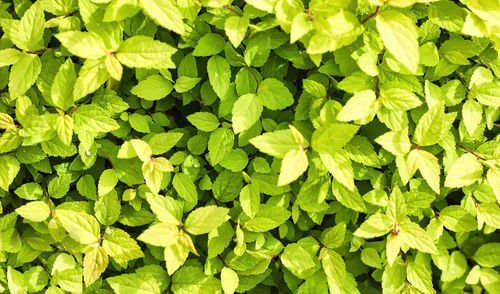 Abstract bunch of leaves blossom, flowering of dubrawy spirea spiraea chamaedryfolia