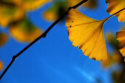 Low angle view of yellow leaf
