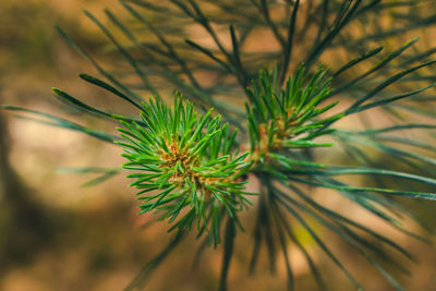 Close-up of pine tree