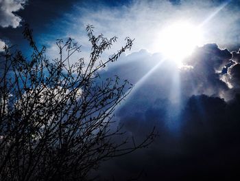 Sun shining through trees