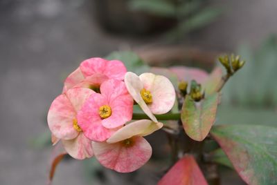 Close-up of pink euphorbiaceae blooming outdoors