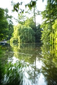 Reflection of trees in lake