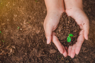 High angle view of hand holding small plant