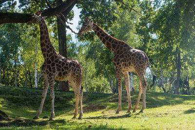 Side view of giraffe standing in forest