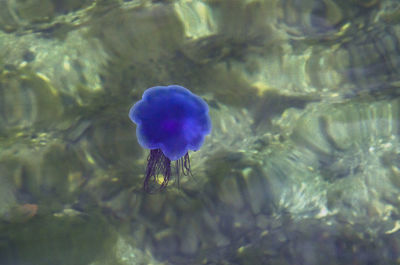 Close-up of purple swimming underwater