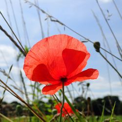 Close-up of red hibiscus blooming against sky