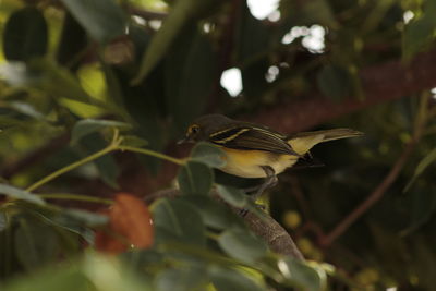 Close-up of bird perching on tree