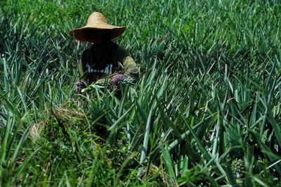 Work in a pineapple farm