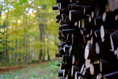 Stack of logs in forest