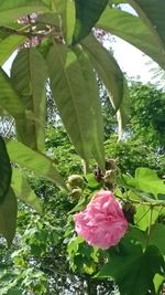 Low angle view of pink flower blooming on tree