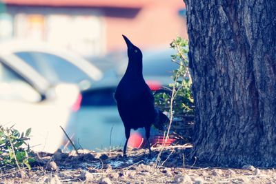 Close-up of birds