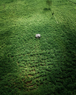 High angle view of agricultural field