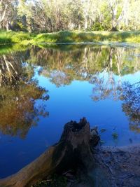 Reflection of trees in lake