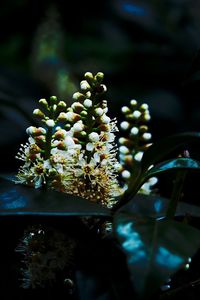 macro photography