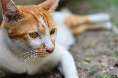 Close-up of cat