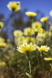 Close-up of yellow flower
