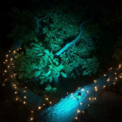 View of trees at night