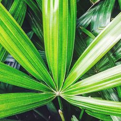 Full frame shot of green leaves