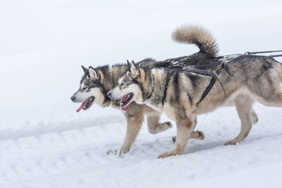 View of a dog on snow