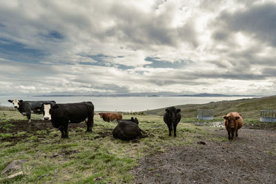 A group of cows in the isle of skye, september 2019