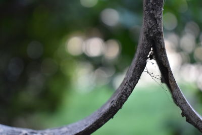 Close-up of tree branch